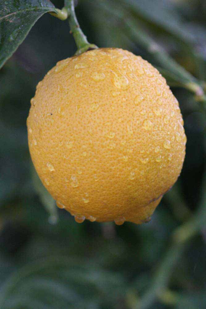            Fruit (Femminello Siracusano 2KR, Riverside, CA)   